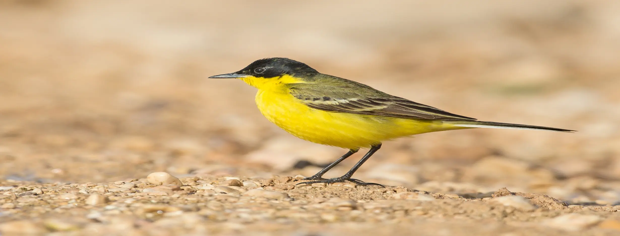 Image for Birdwatching Expeditions